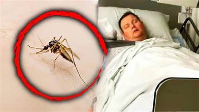 Australian Man Dies from ‘Extremely Rare’ Bat Bite Virus: A Wake-Up Call on Wildlife Encounters